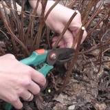 Rezidba i presađivanje spireje u jesen na novo mjesto